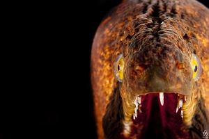 A portrait of a blackcheek moray with a difference! by Allen Walker 